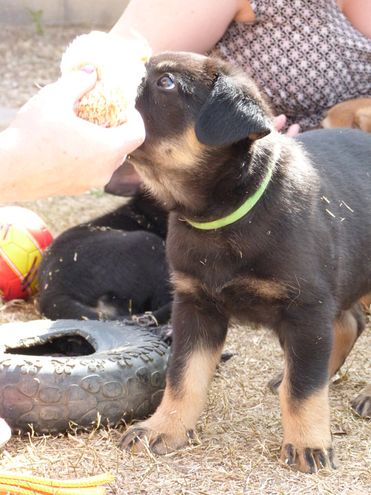 chinook dog